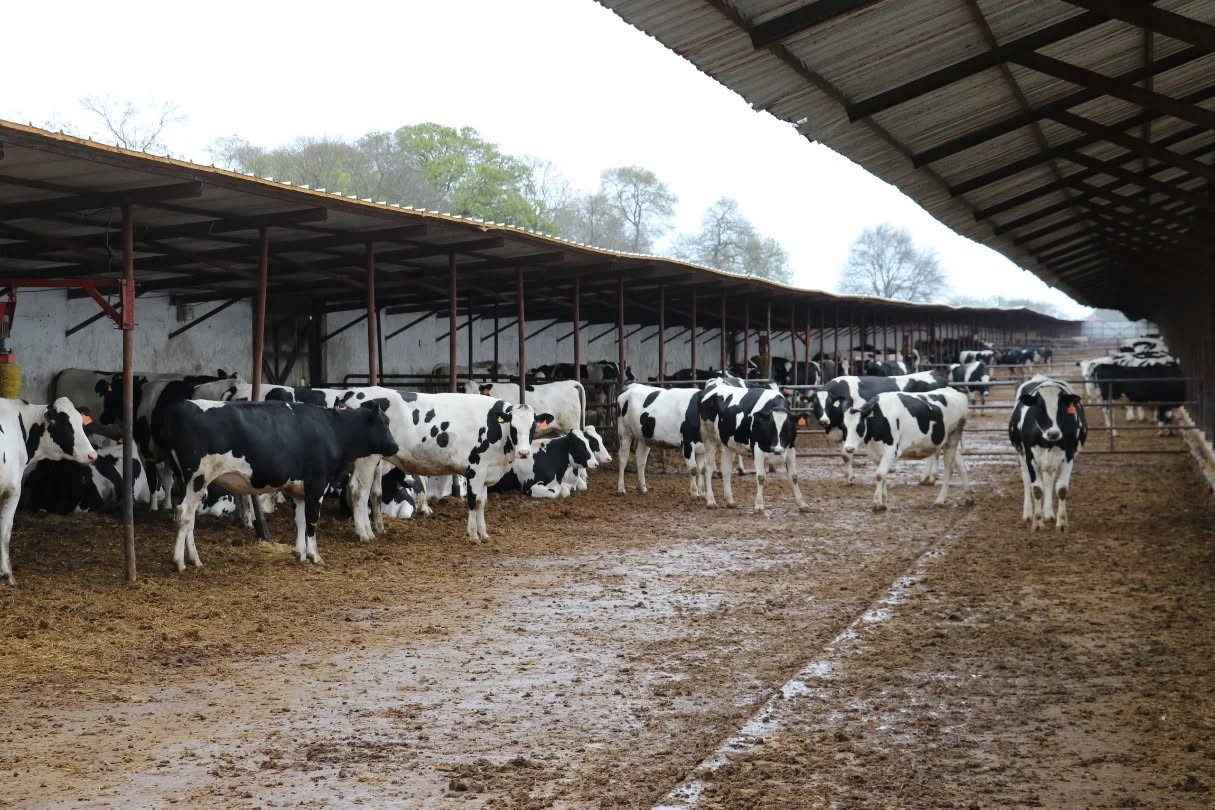 Bafra’da organik hayvancılığa yerinde inceleme
