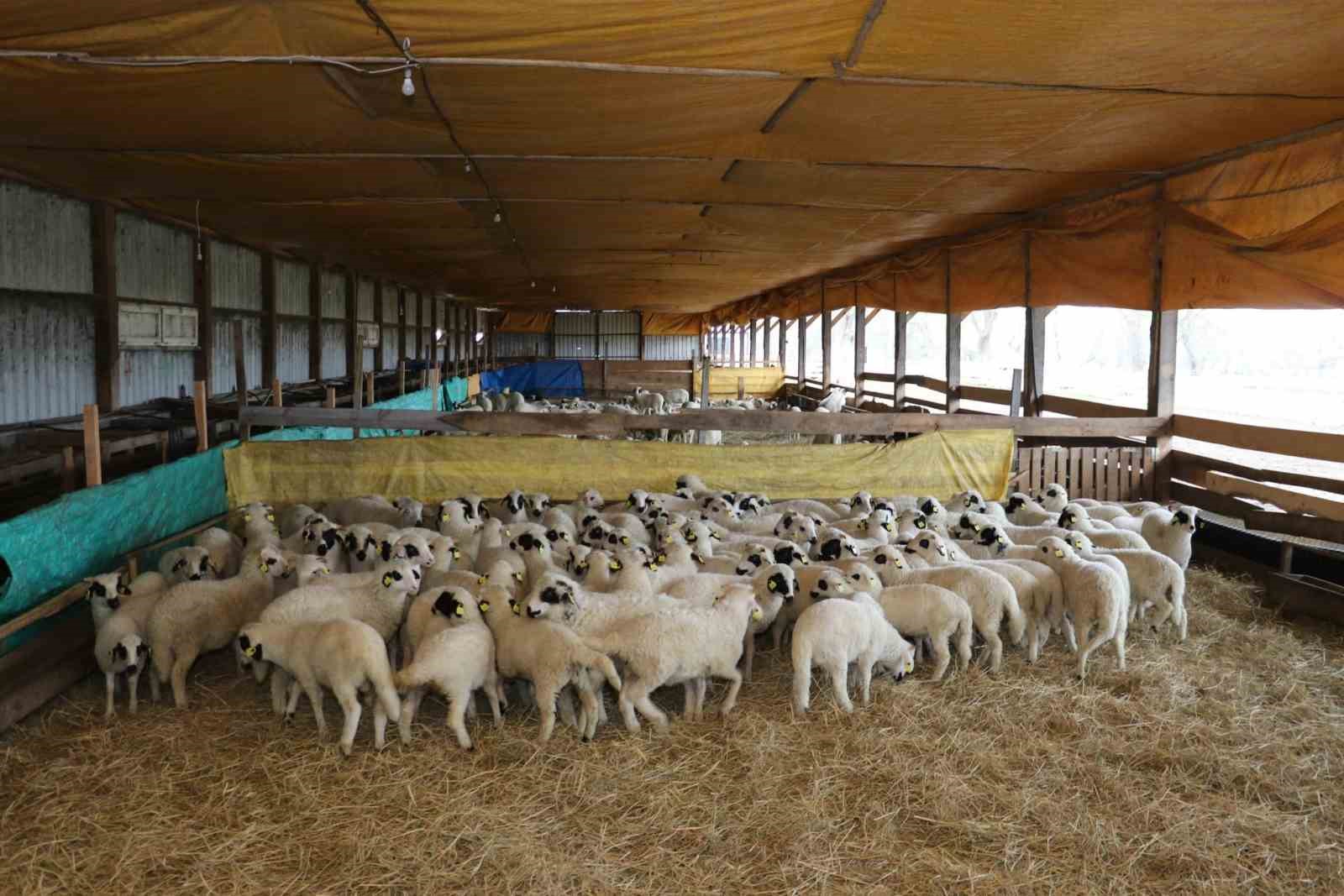 Bafra’da organik hayvancılığa yerinde inceleme
