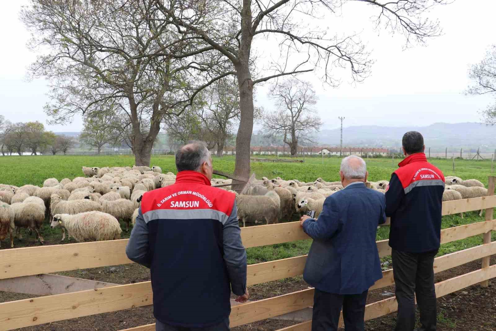 Bafra’da organik hayvancılığa yerinde inceleme
