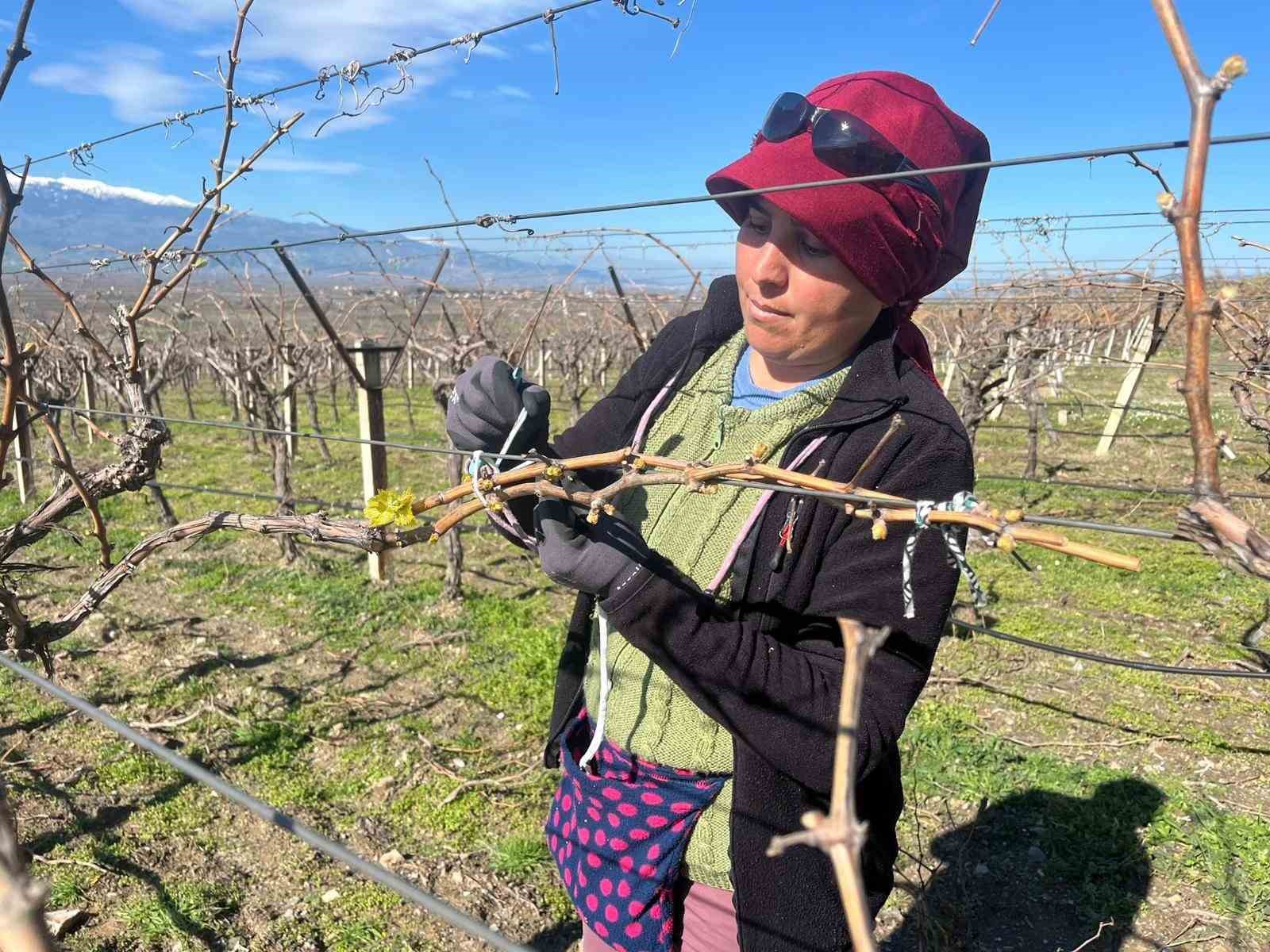 Bağlarda erken uyanış korkutuyor
