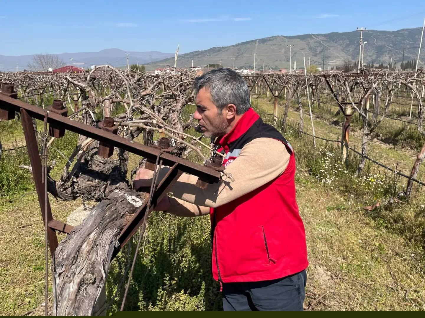 Bağlarda hastalık ve zararlı kontrolü yapılıyor
