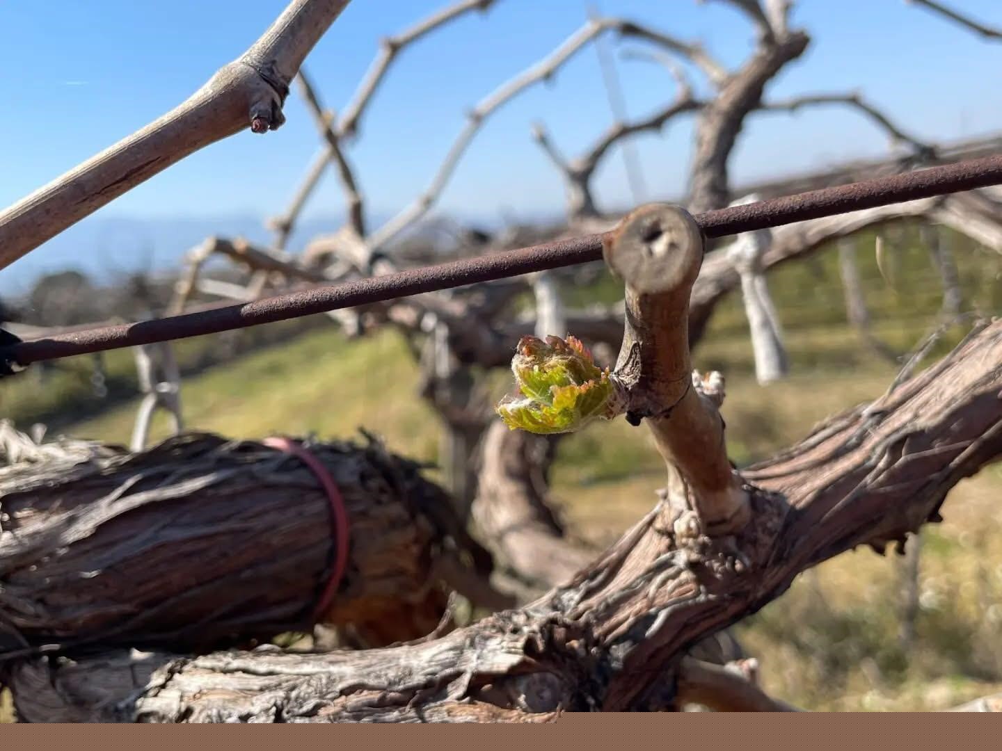 Bağlarda hastalık ve zararlı kontrolü yapılıyor
