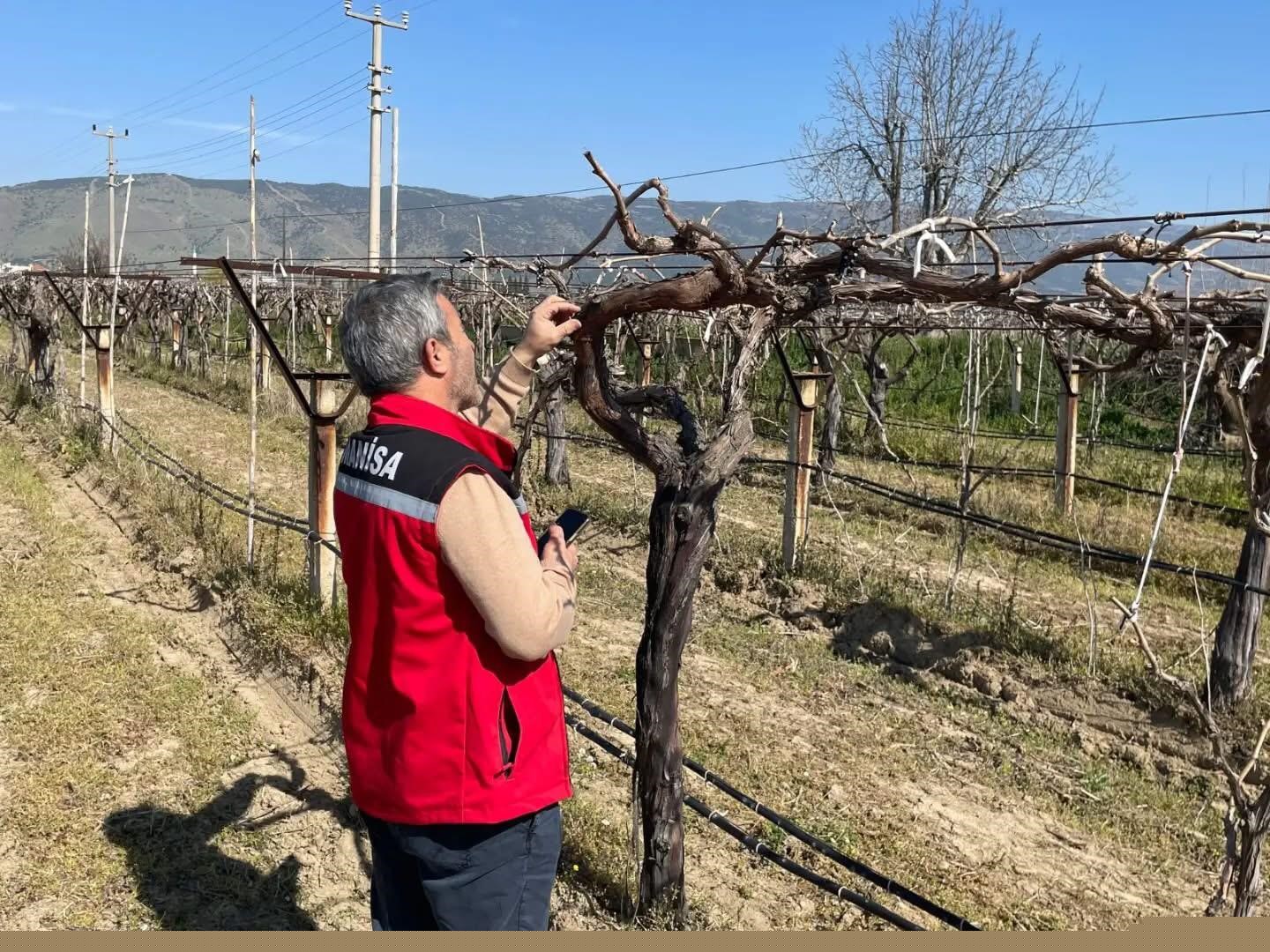 Bağlarda hastalık ve zararlı kontrolü yapılıyor
