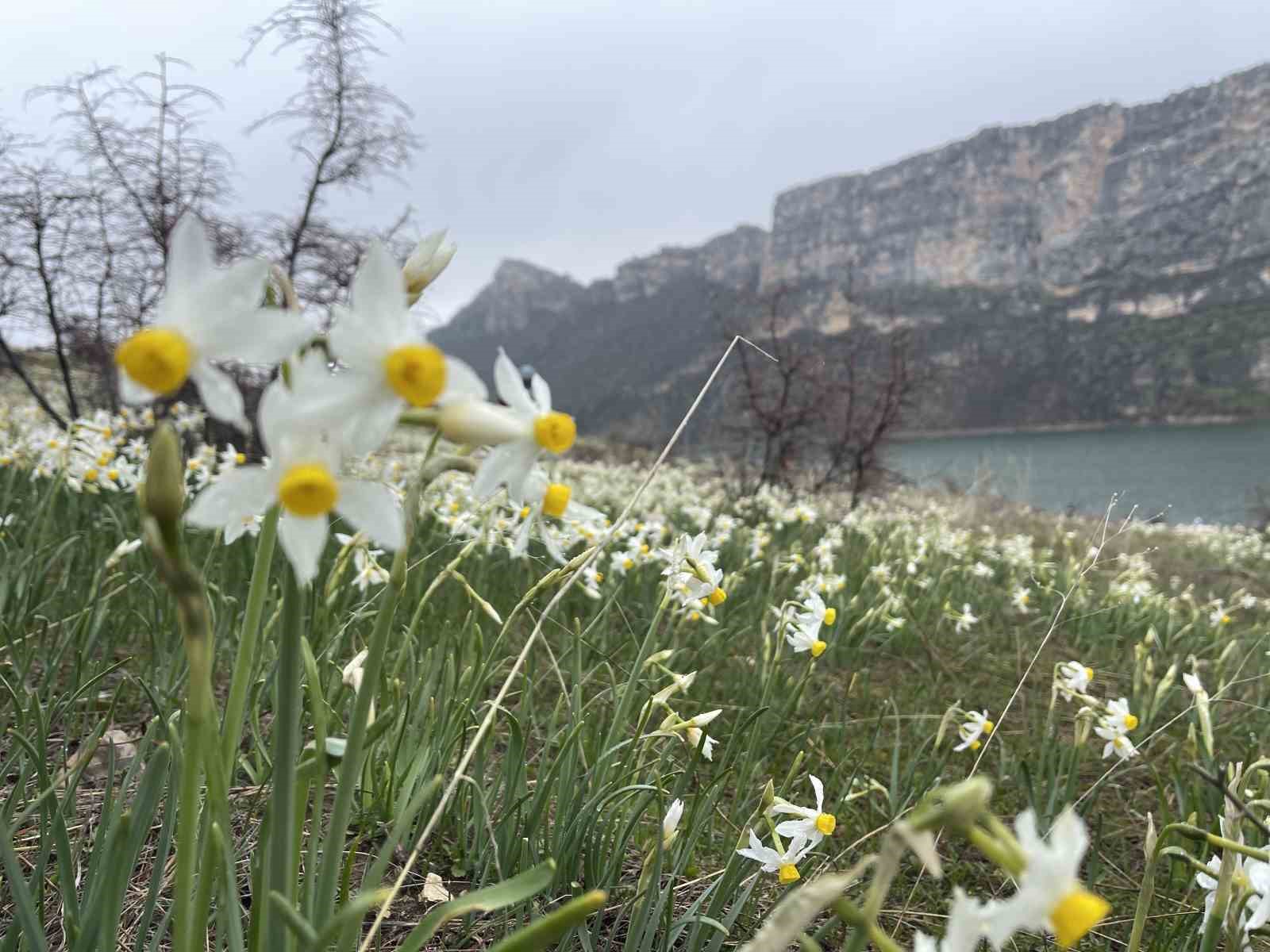 Bahar çiçeği nergisler doğaseverlerin ilgi odağı oldu
