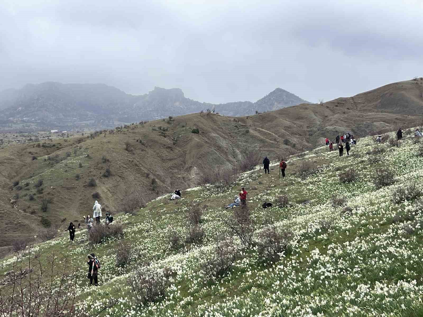 Bahar çiçeği nergisler doğaseverlerin ilgi odağı oldu
