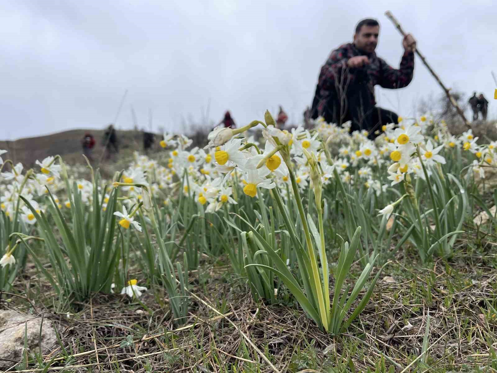 Bahar çiçeği nergisler doğaseverlerin ilgi odağı oldu
