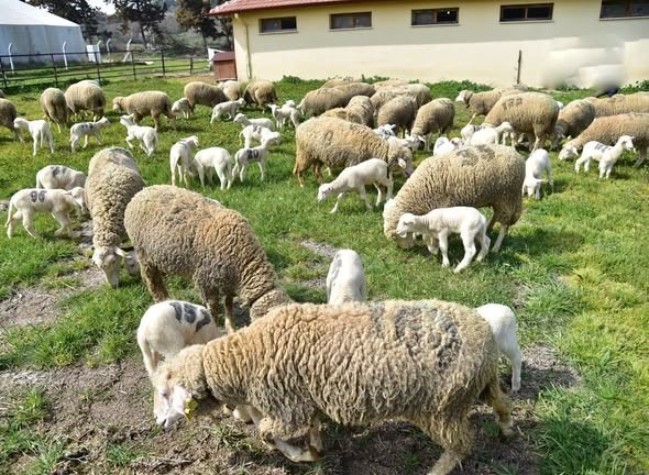 Bahar geldi kuzular anneleri ile buluştu
