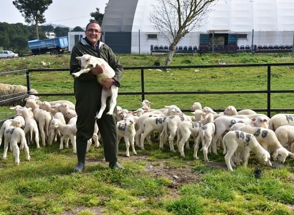 Bahar geldi kuzular anneleri ile buluştu
