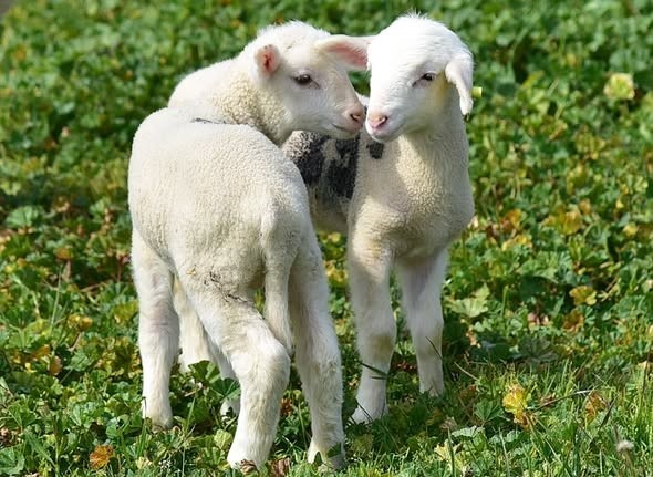 Bahar geldi kuzular anneleri ile buluştu
