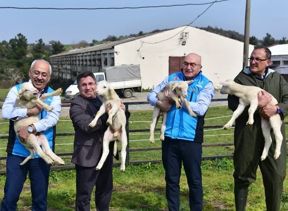 Bahar geldi kuzular anneleri ile buluştu
