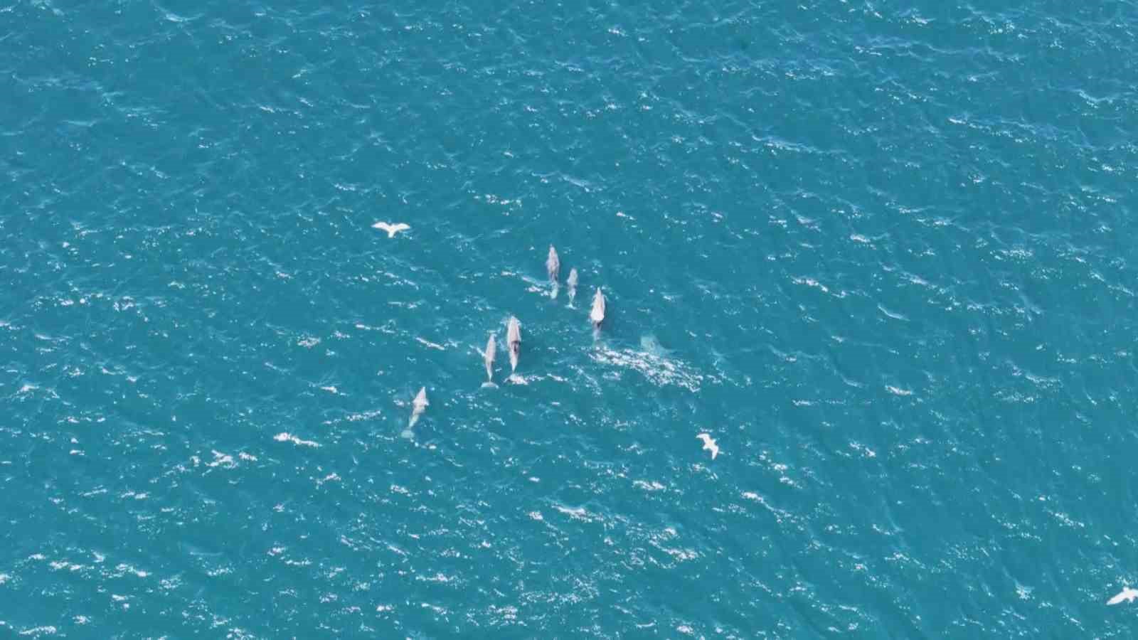 Baharın gelmesiyle İstanbul Boğazı’nda yunuslardan görsel şölen
