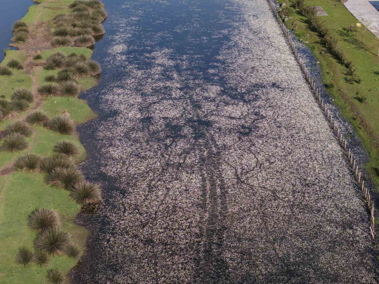 Baharın güzelliği deltada: Su papatyaları ve mandalarıyla ziyaretçilerin ilgi odağı
