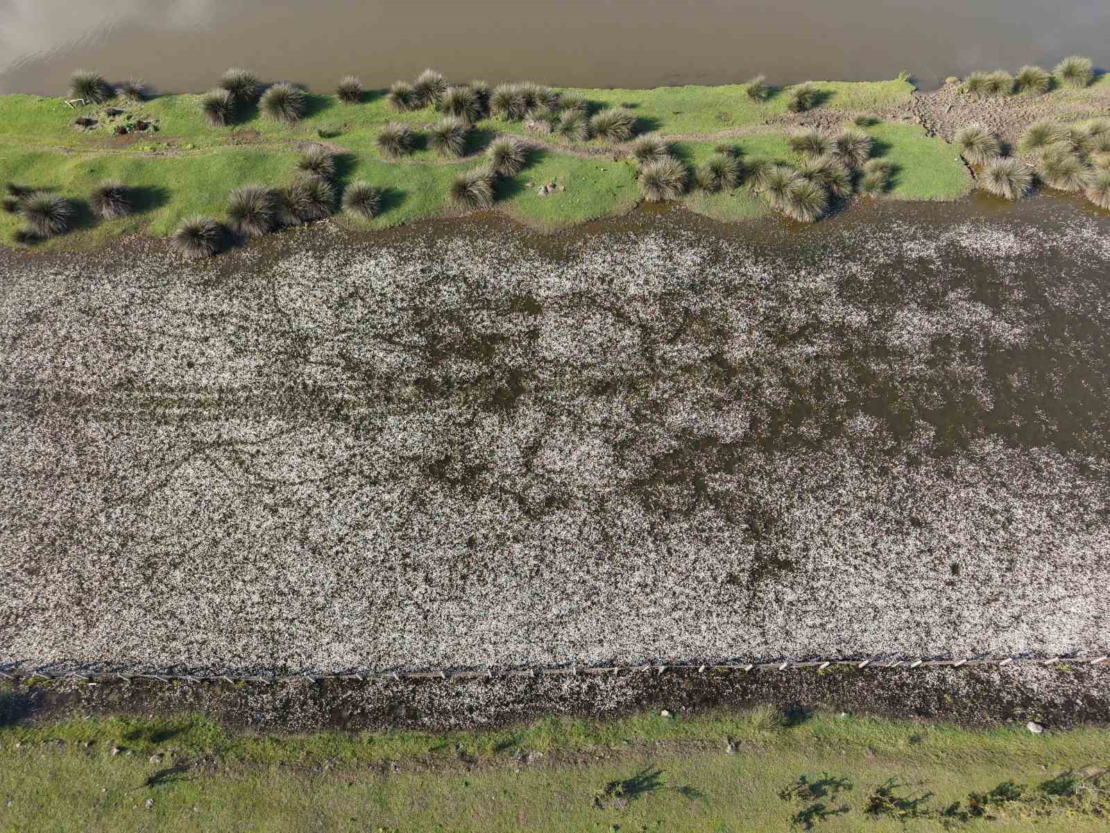 Baharın güzelliği deltada: Su papatyaları ve mandalarıyla ziyaretçilerin ilgi odağı
