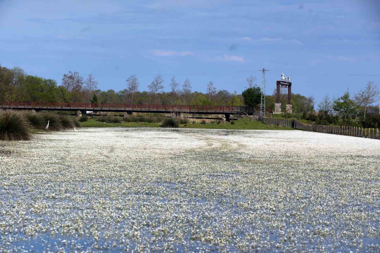 Baharın güzelliği deltada: Su papatyaları ve mandalarıyla ziyaretçilerin ilgi odağı
