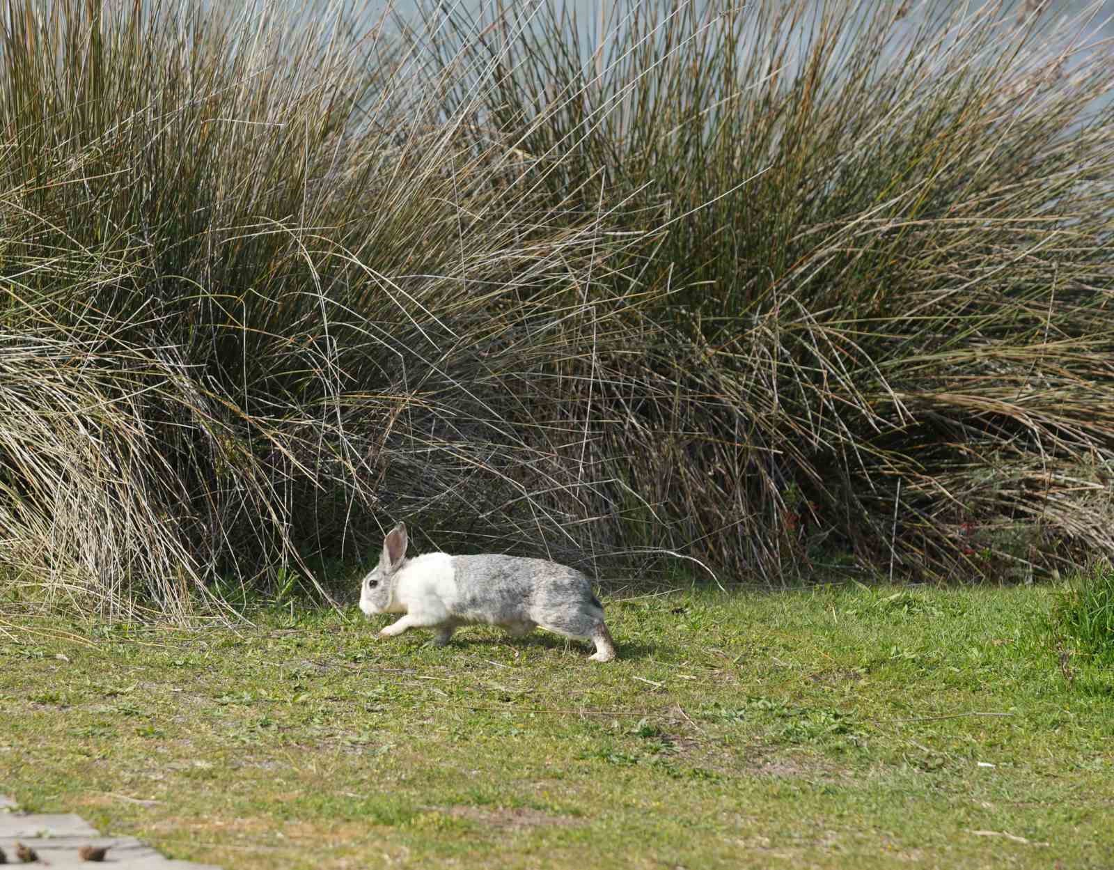 Baharın güzelliği deltada: Su papatyaları ve mandalarıyla ziyaretçilerin ilgi odağı
