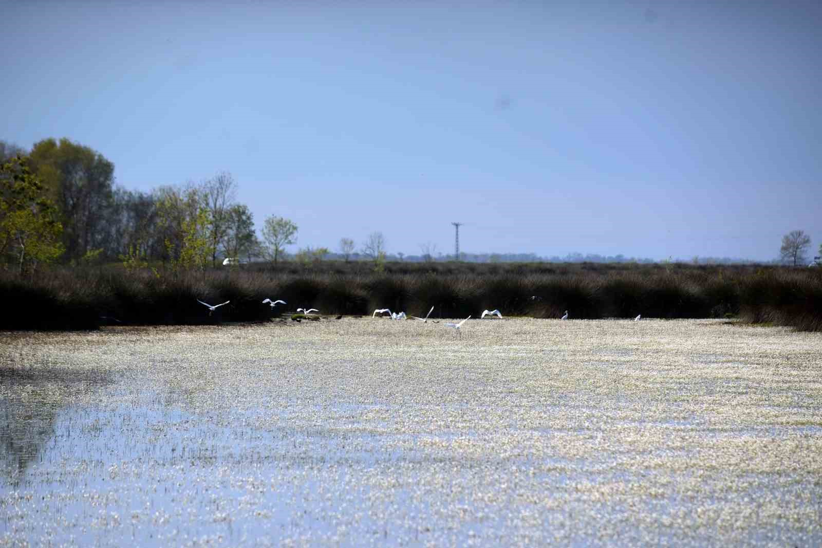 Baharın güzelliği deltada: Su papatyaları ve mandalarıyla ziyaretçilerin ilgi odağı

