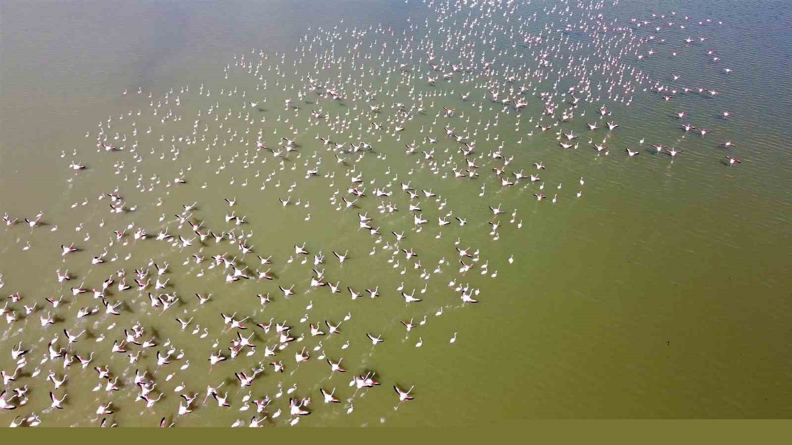 Baharın habercisi allı turnalar Yozgat’ta görüntülendi
