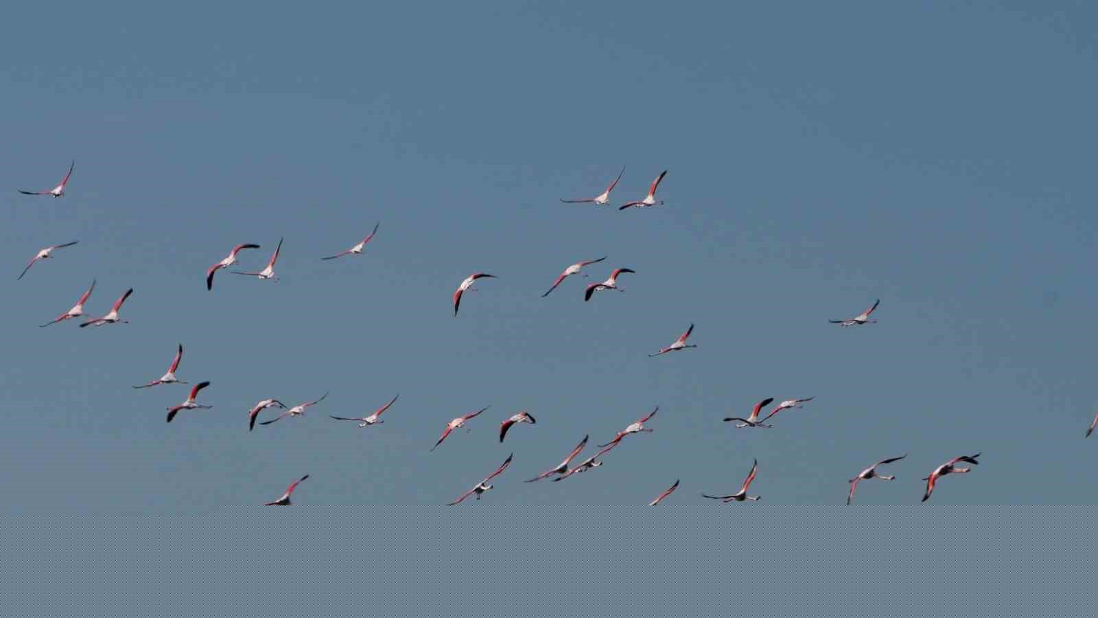 Baharın habercisi allı turnalar Yozgat’ta görüntülendi
