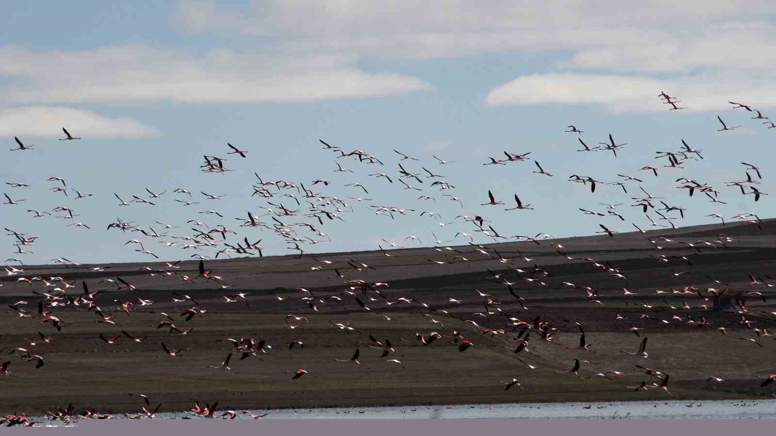 Baharın habercisi allı turnalar Yozgat’ta görüntülendi

