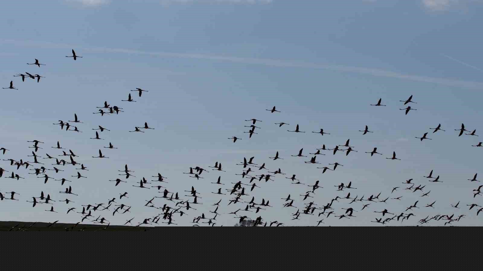 Baharın habercisi allı turnalar Yozgat’ta görüntülendi
