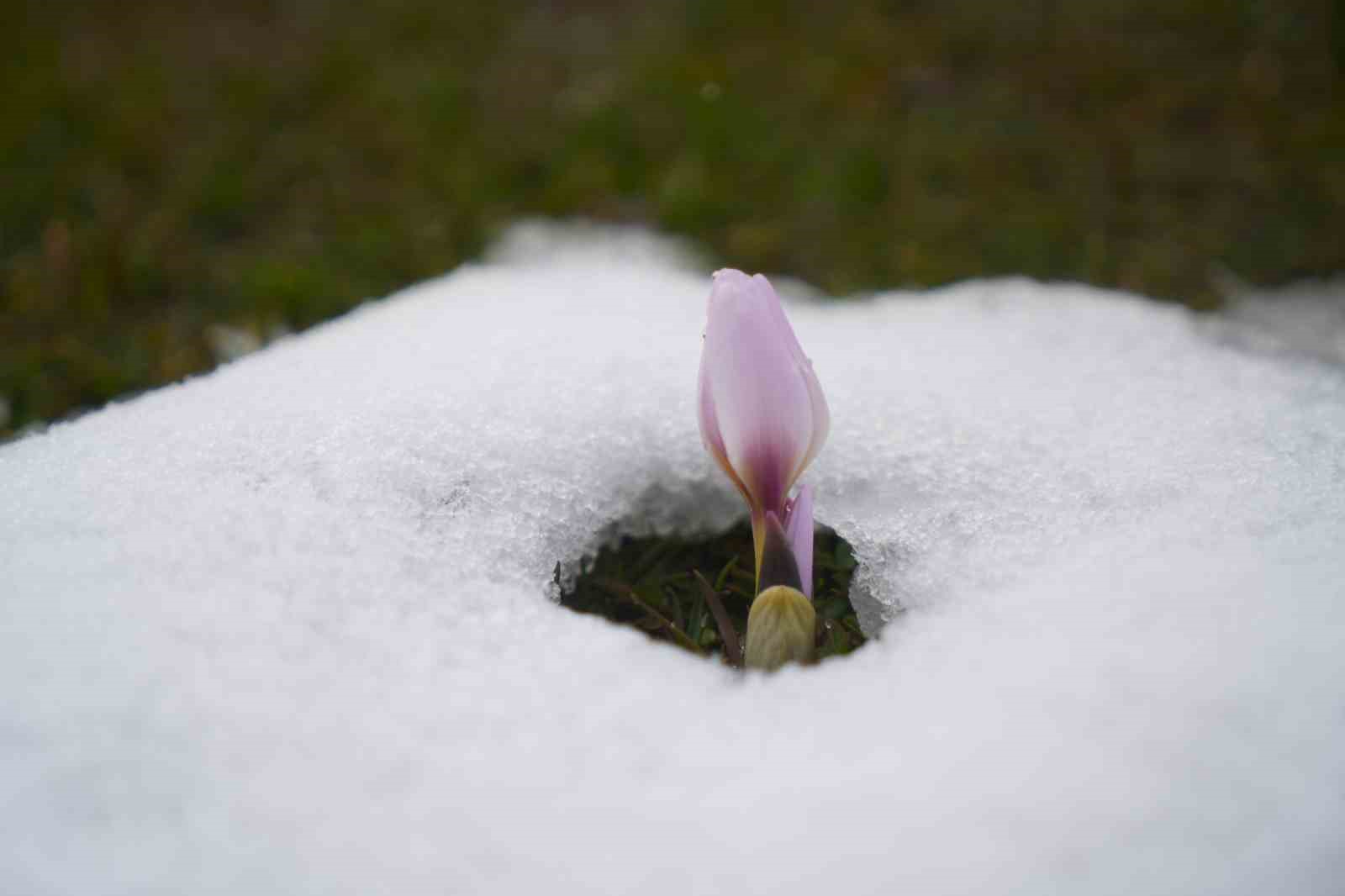 Baharın habercisi çiğdemler kar altında kaldı
