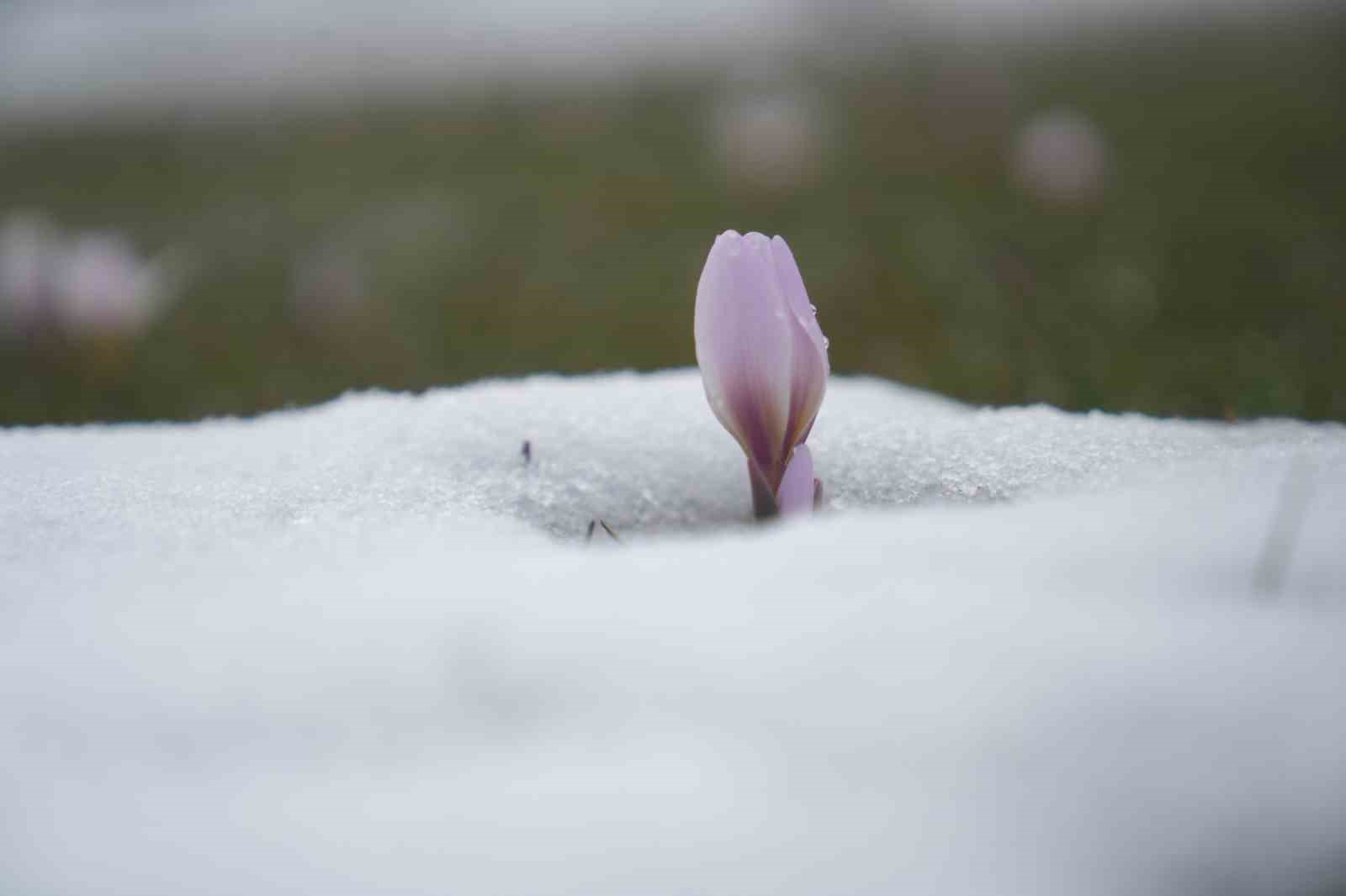 Baharın habercisi çiğdemler kar altında kaldı
