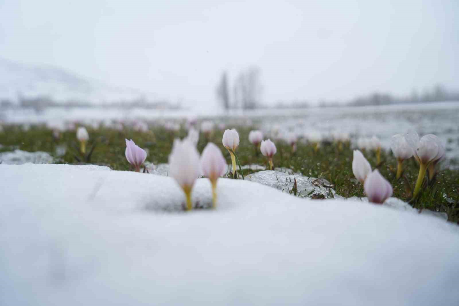 Baharın habercisi çiğdemler kar altında kaldı
