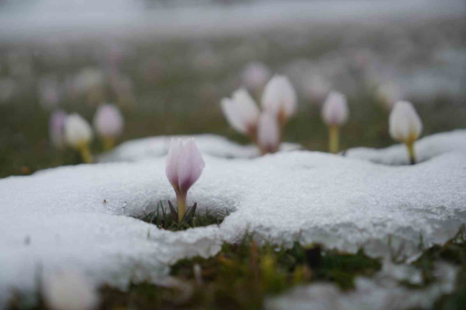 Baharın habercisi çiğdemler kar altında kaldı
