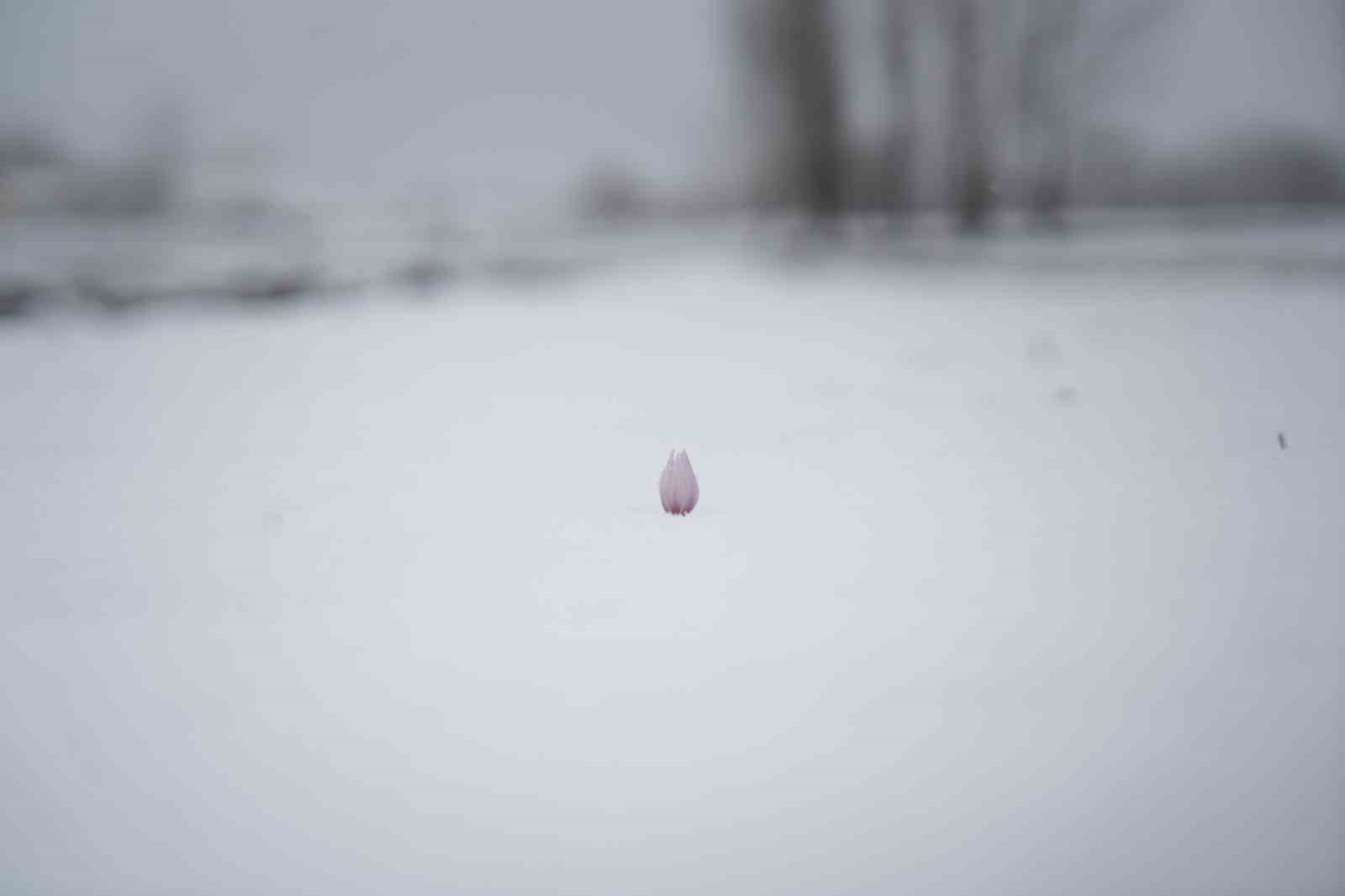 Baharın habercisi çiğdemler kar altında kaldı
