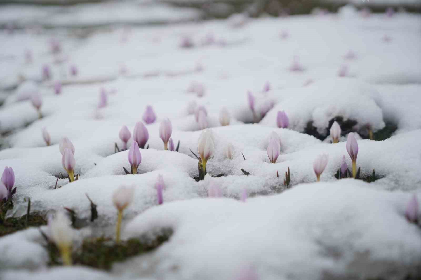 Baharın habercisi çiğdemler kar altında kaldı
