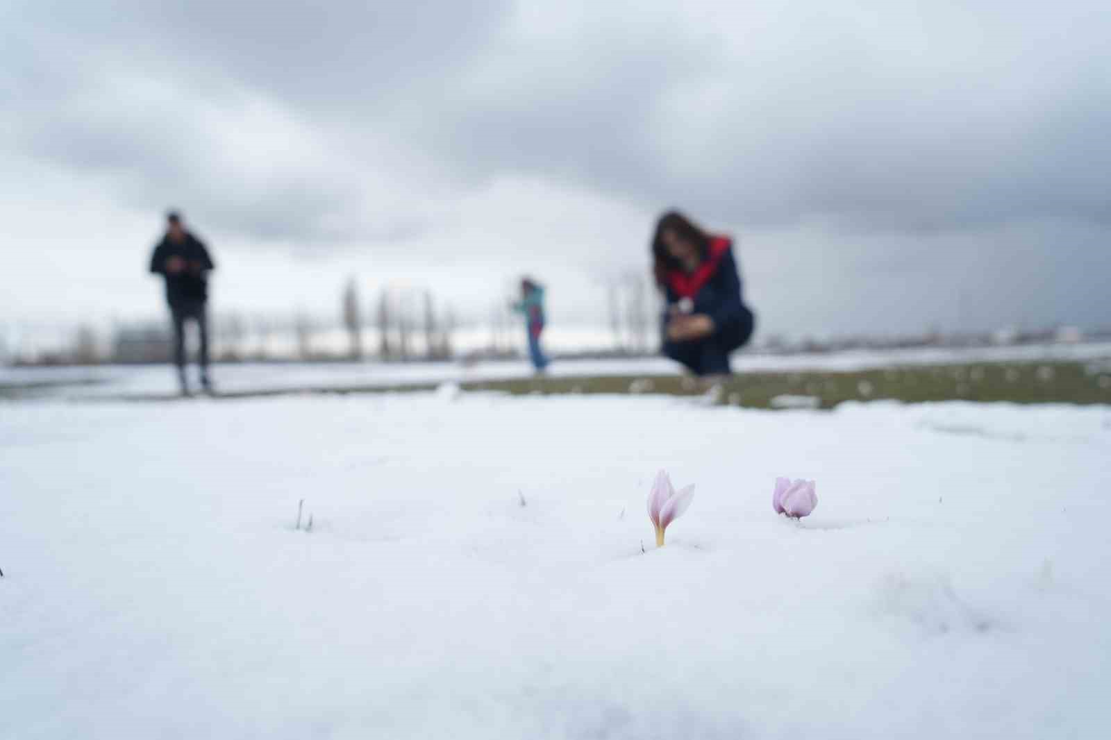Baharın habercisi çiğdemler kar altında kaldı
