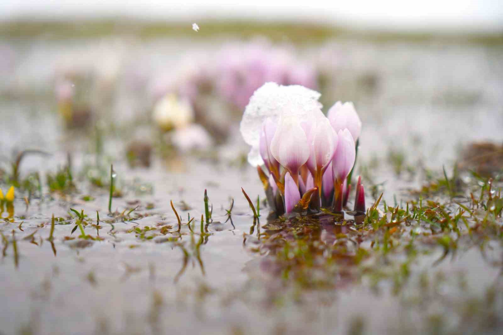 Baharın habercisi çiğdemler kar altında kaldı
