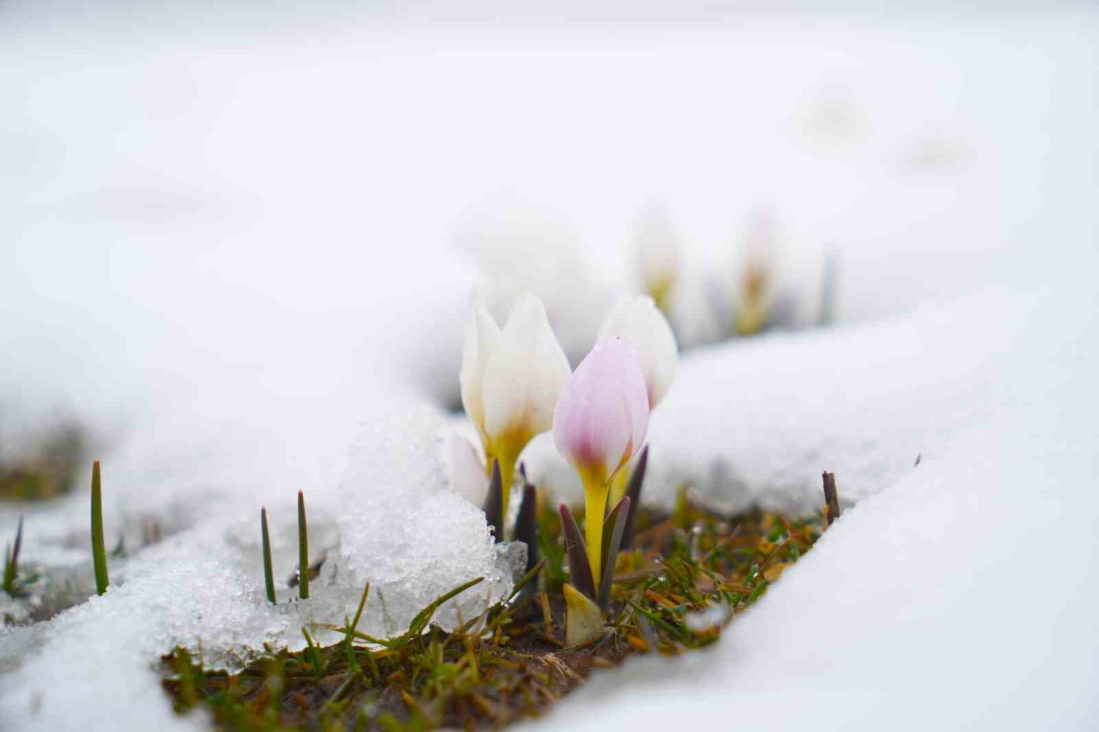 Baharın habercisi çiğdemler kar altında kaldı

