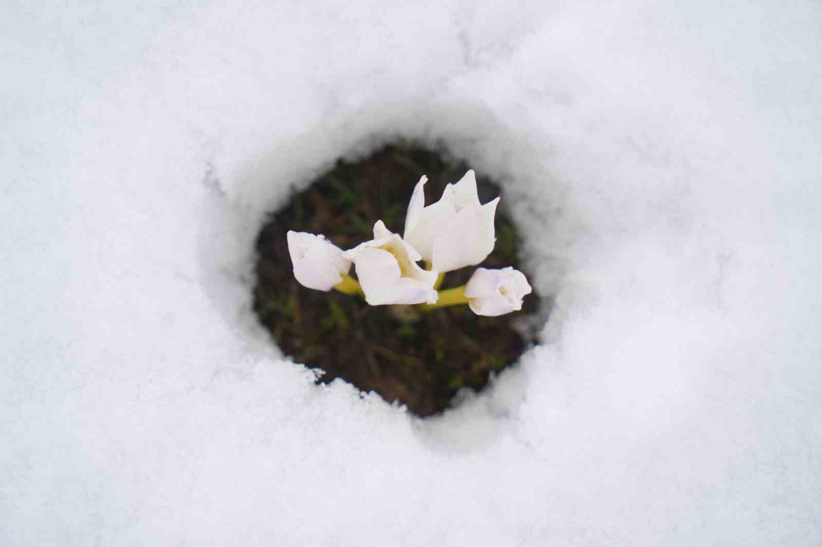 Baharın habercisi çiğdemler kar altında kaldı
