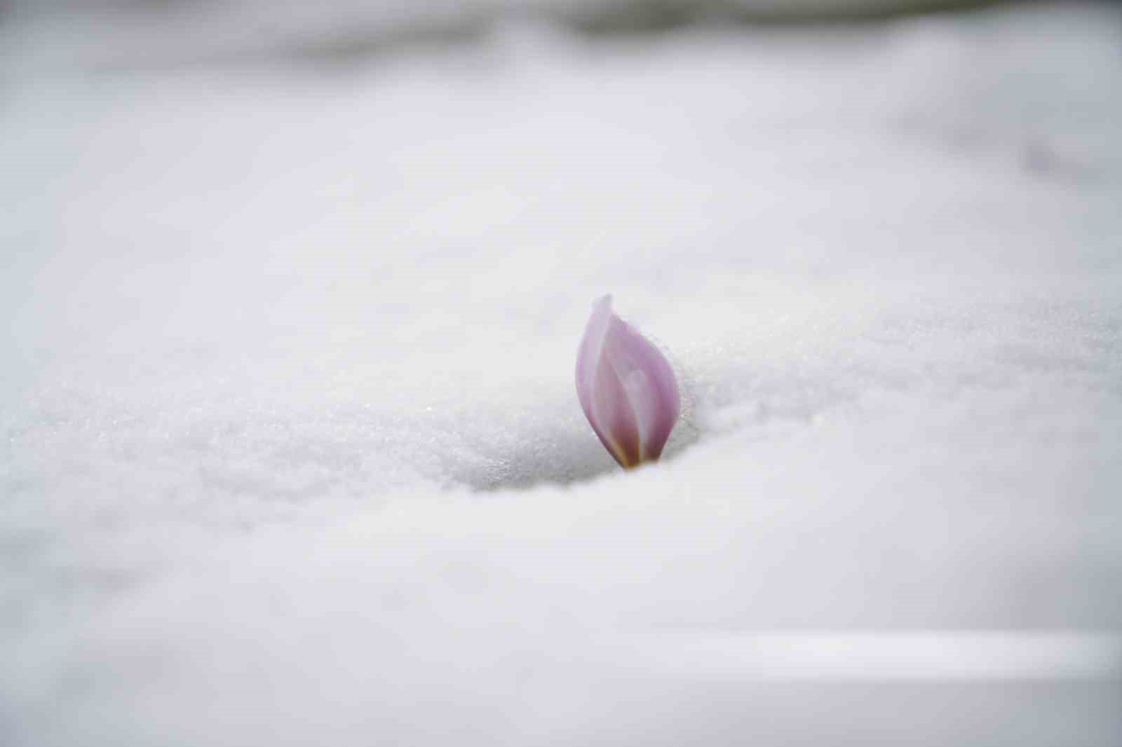 Baharın habercisi çiğdemler kar altında kaldı
