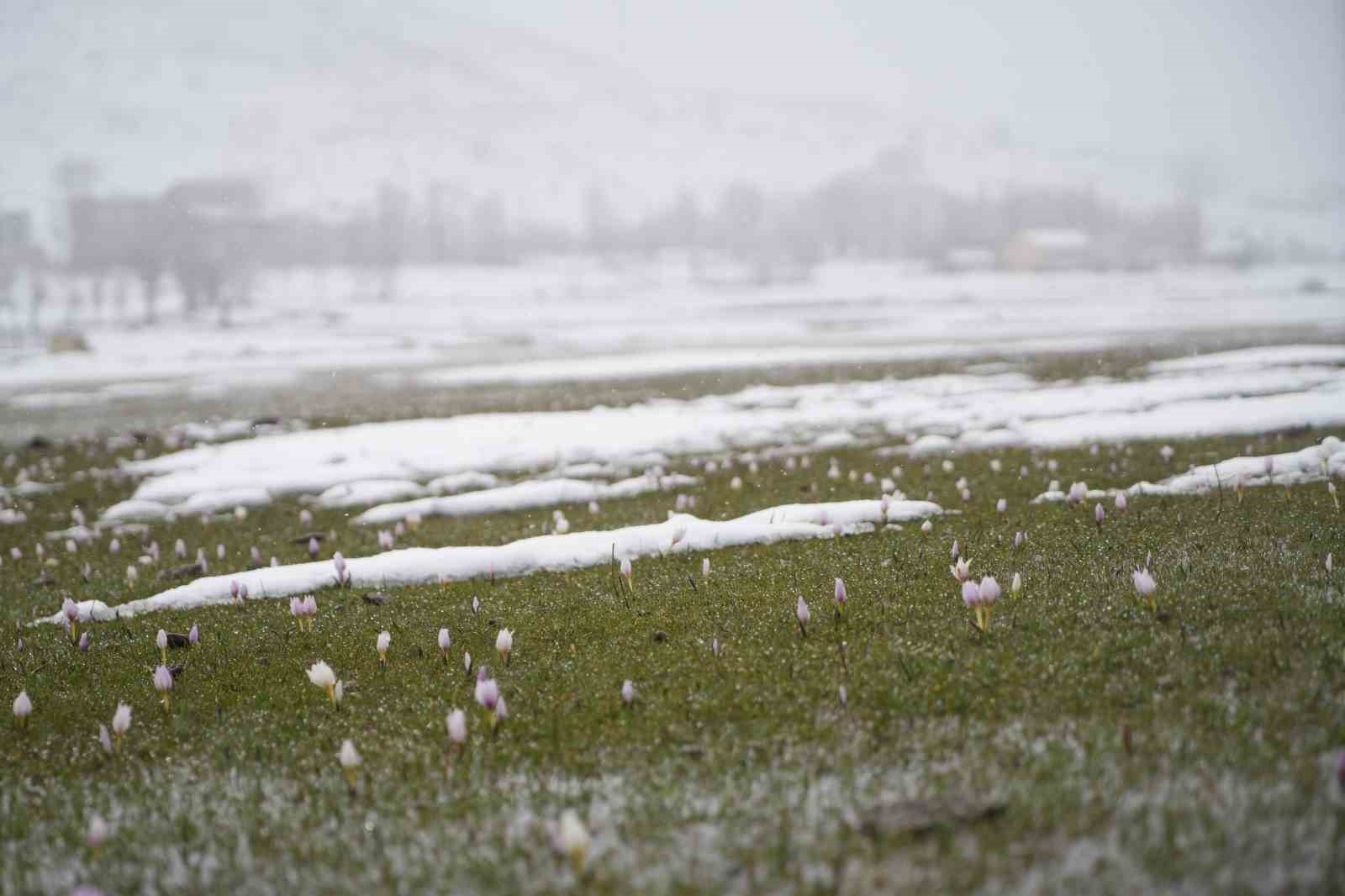Baharın habercisi çiğdemler kar altında kaldı
