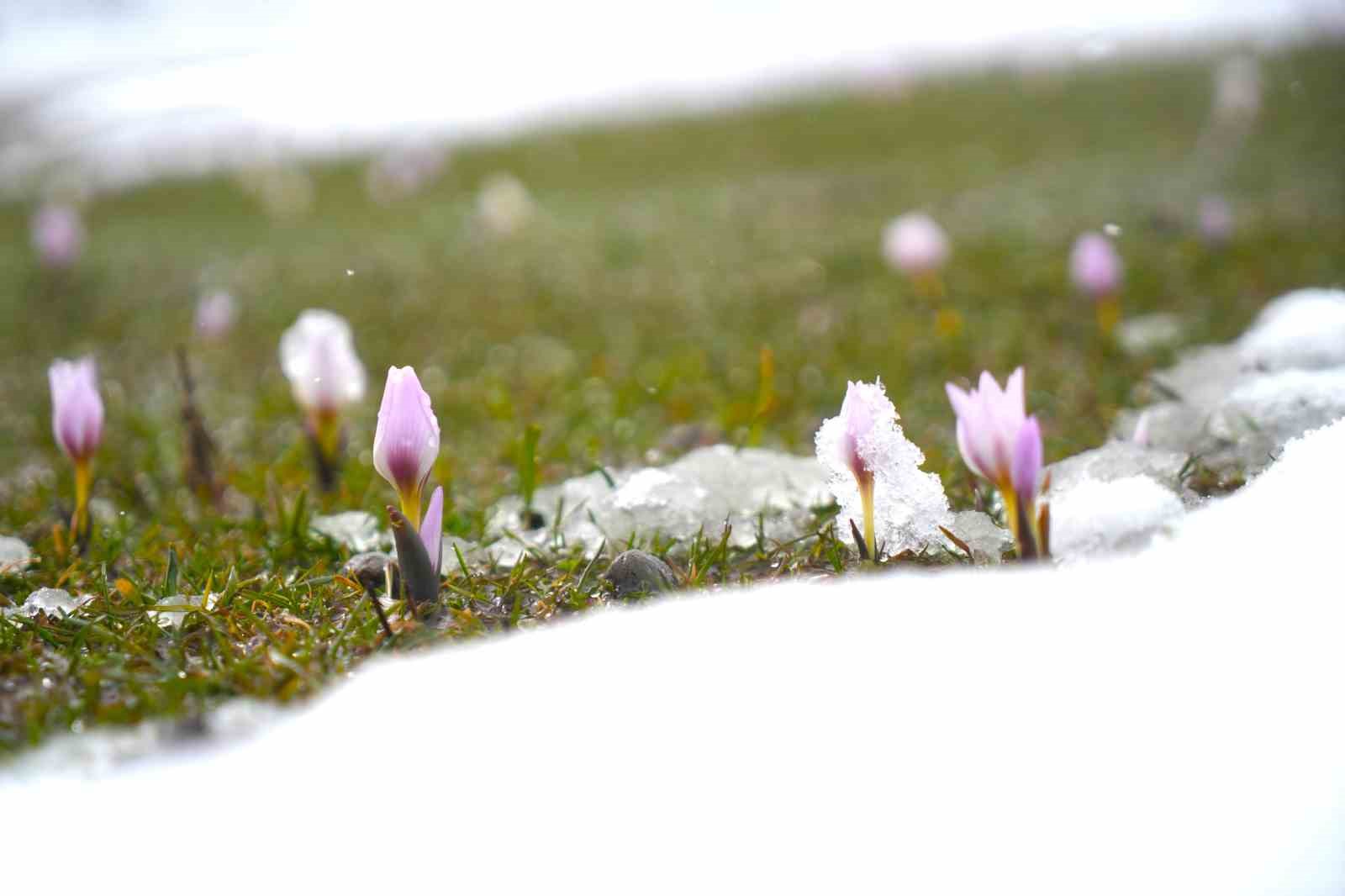 Baharın habercisi çiğdemler kar altında kaldı
