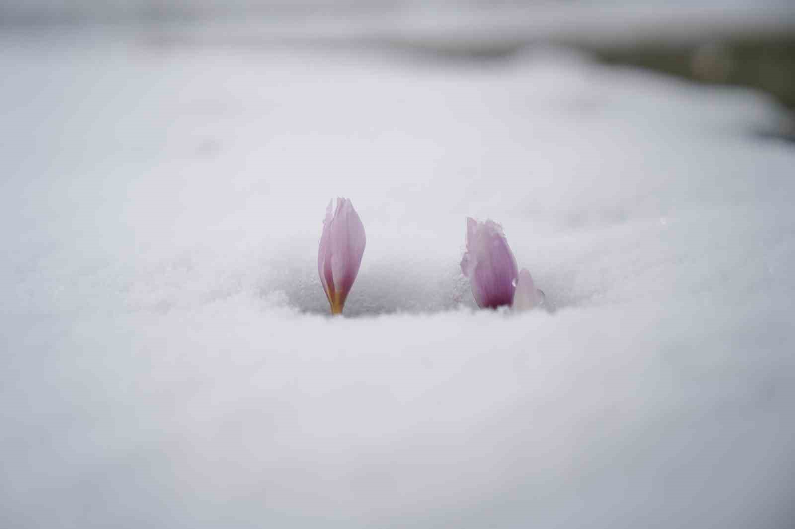 Baharın habercisi çiğdemler kar altında kaldı
