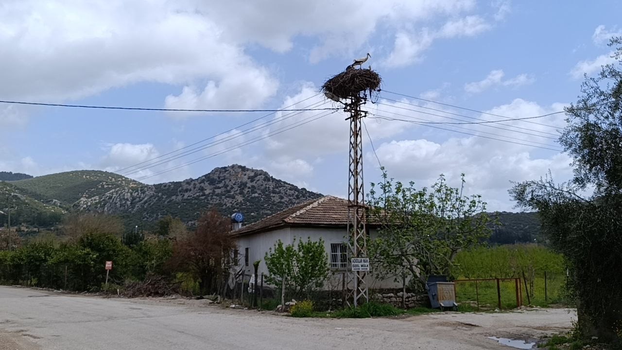 Baharın habercisi leylek, yuvasına bu yıl da eşiyle birlikte geldi
