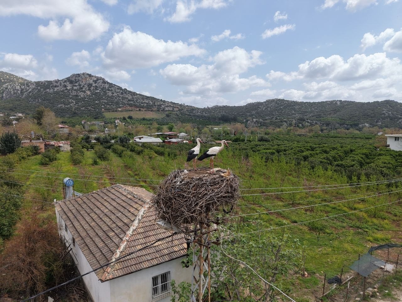 Baharın habercisi leylek, yuvasına bu yıl da eşiyle birlikte geldi
