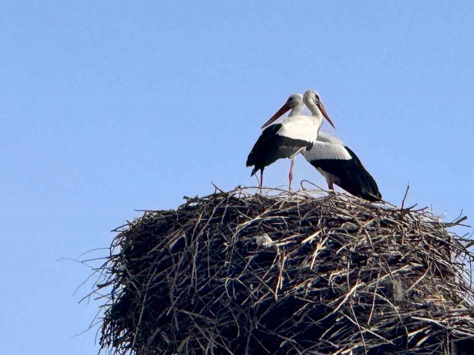 Baharın habercisi leylekler Ardahan’a ulaştı
