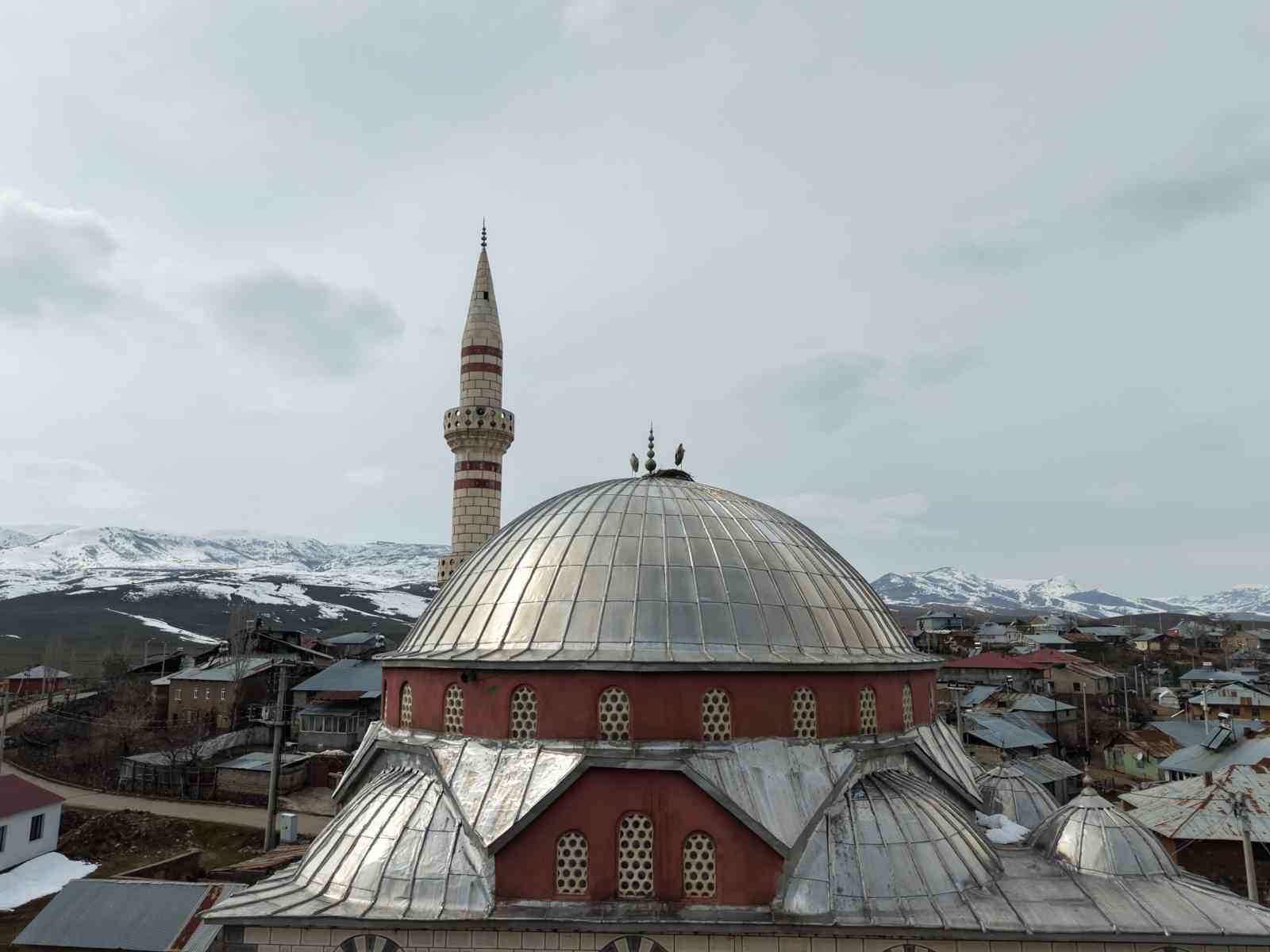 "Baharın habercisi" leylekler Muş Ovası’na gelmeye başladı
