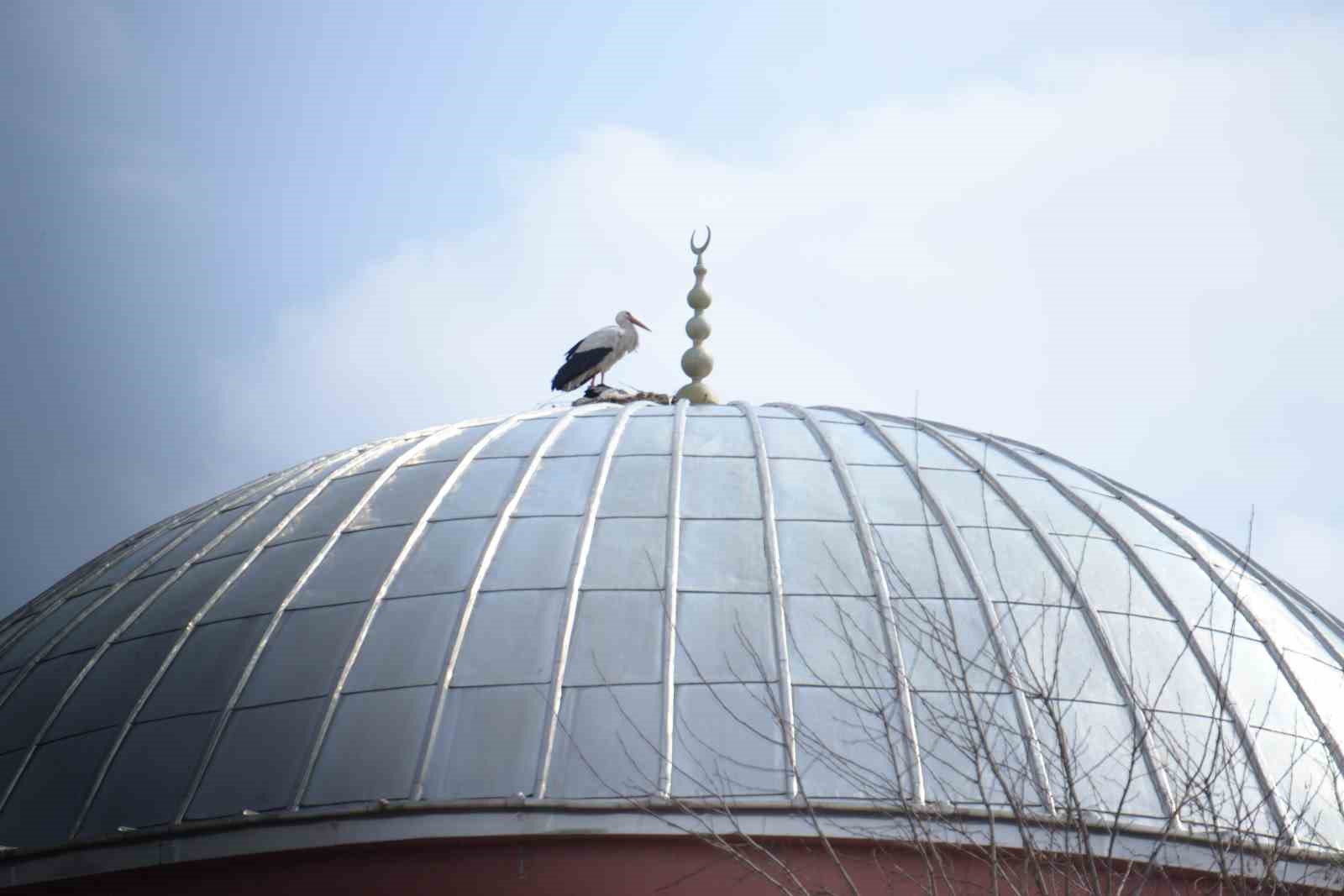 "Baharın habercisi" leylekler Muş Ovası’na gelmeye başladı
