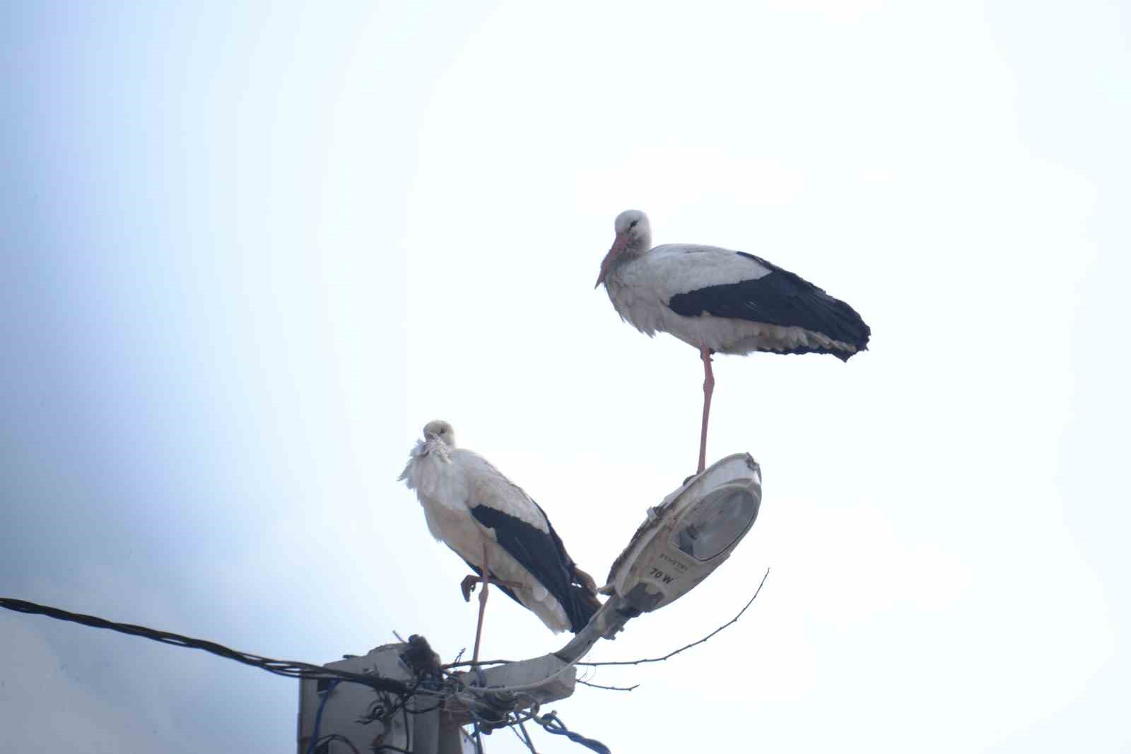 "Baharın habercisi" leylekler Muş Ovası’na gelmeye başladı
