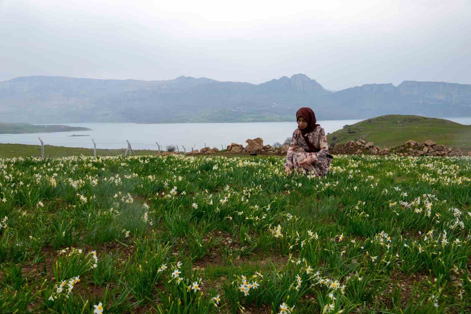 Baharın habercisi nergisler ziyaretçilerin ilgi odağı oluyor
