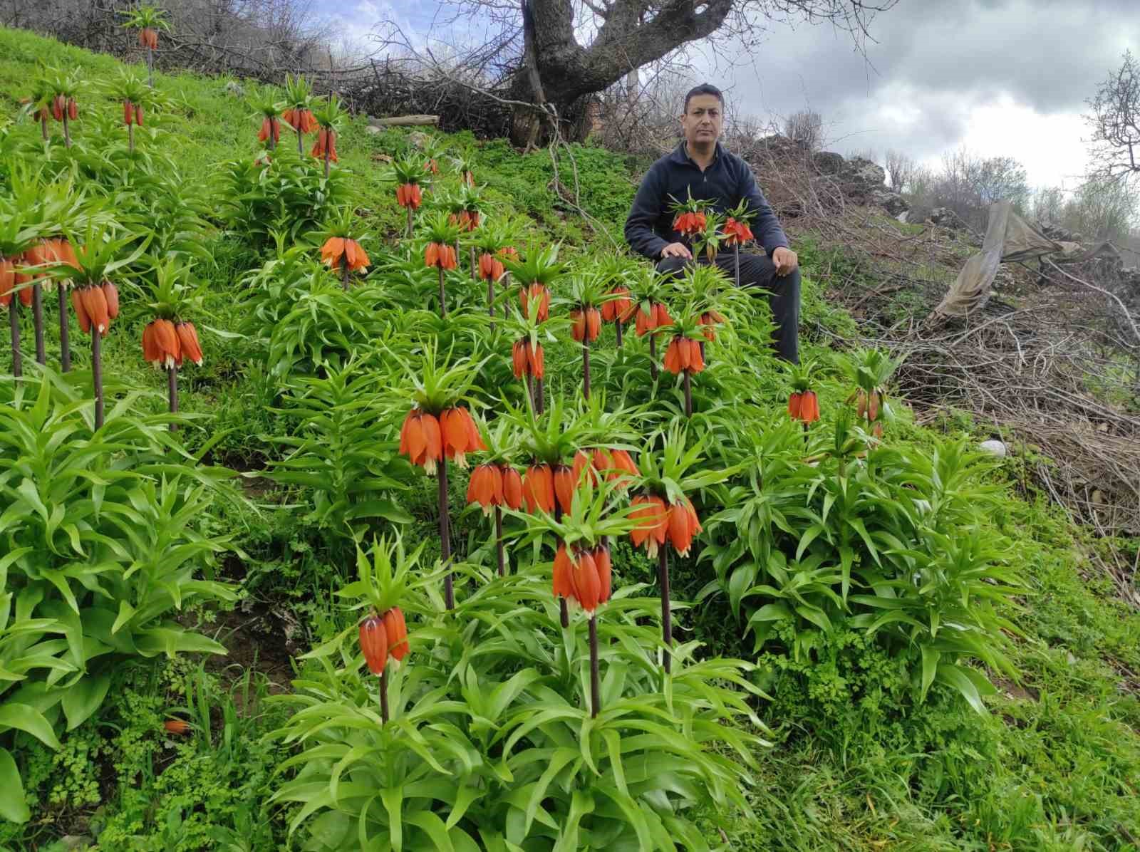 Baharın hüzünlü çiçeği: Doğu ve Güneydoğu Anadolu Bölgesi’nin sembolü ters lale yoğun ilgi görüyor
