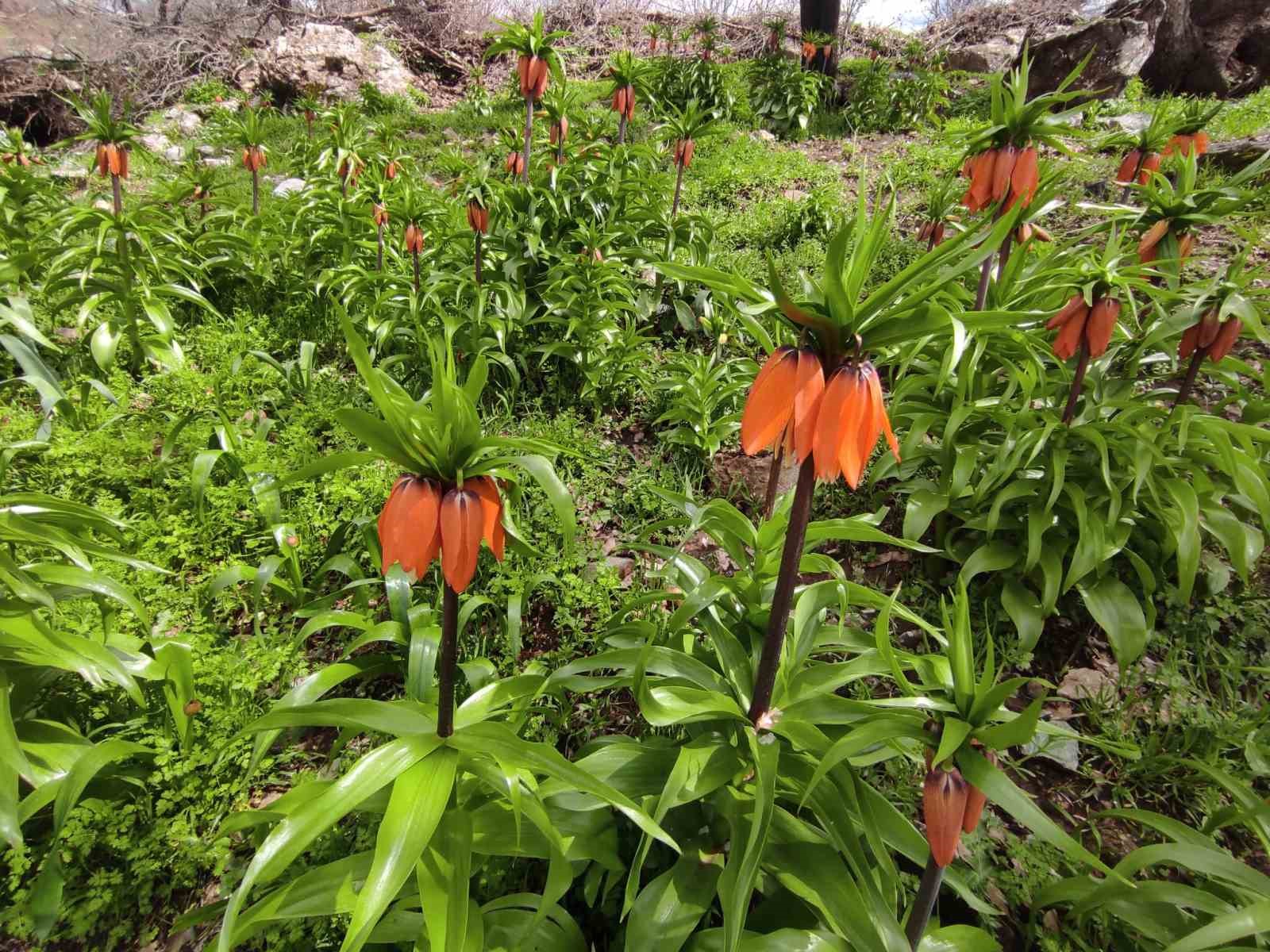 Baharın hüzünlü çiçeği: Doğu ve Güneydoğu Anadolu Bölgesi’nin sembolü ters lale yoğun ilgi görüyor
