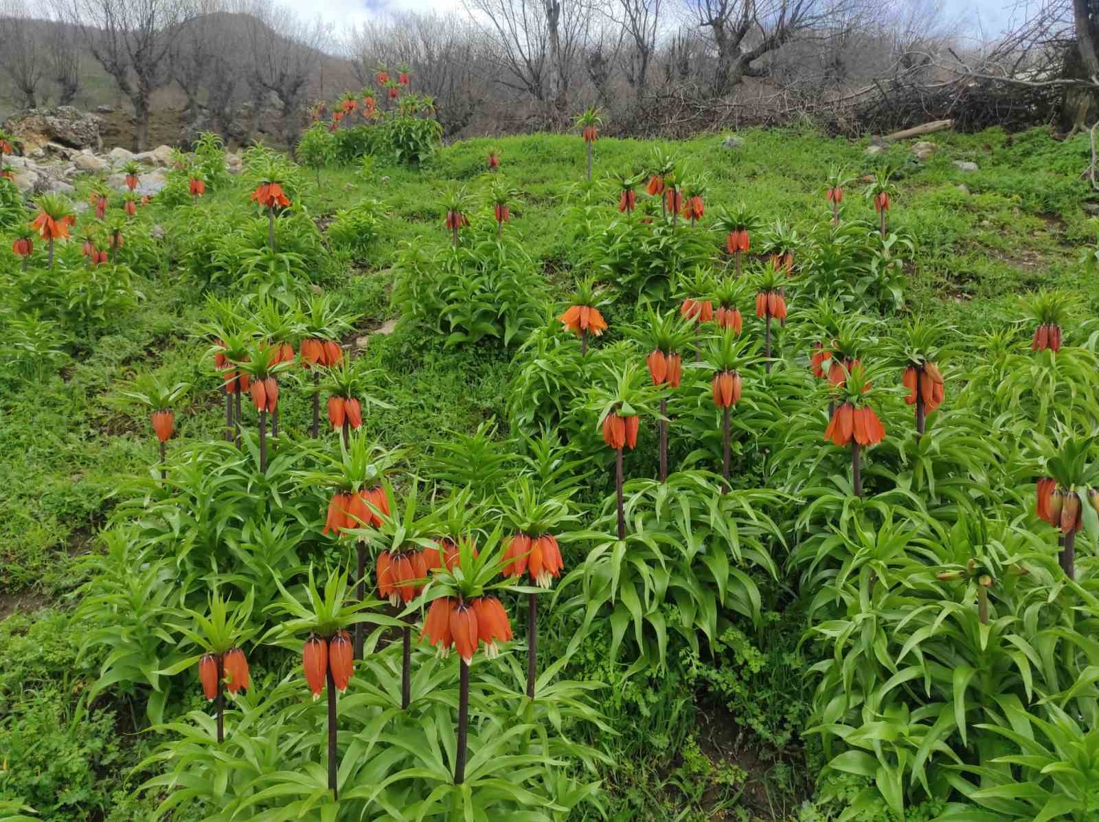 Baharın hüzünlü çiçeği: Doğu ve Güneydoğu Anadolu Bölgesi’nin sembolü ters lale yoğun ilgi görüyor
