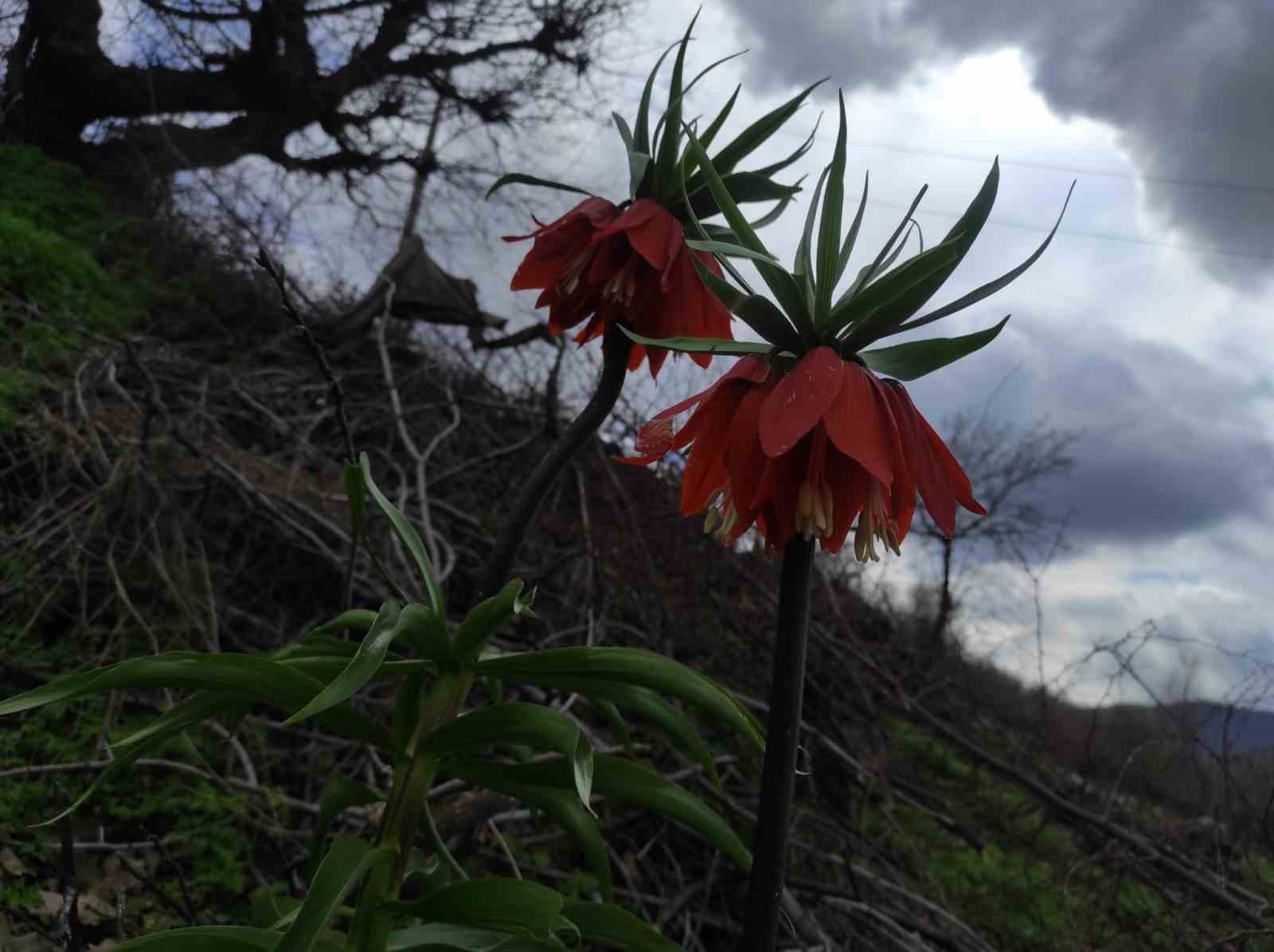 Baharın hüzünlü çiçeği: Doğu ve Güneydoğu Anadolu Bölgesi’nin sembolü ters lale yoğun ilgi görüyor

