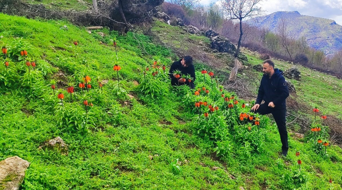 Baharın hüzünlü çiçeği: Doğu ve Güneydoğu Anadolu Bölgesi’nin sembolü ters lale yoğun ilgi görüyor
